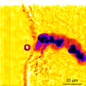 Time lapse image of a bubble burrowing