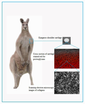 New research shows that the kangaroo is a suitable alternative animal model for study of human shoulder cartilage biomechanics. Understanding the biomechanics of natural kangaroo shoulder cartilage could lead to the development of better artificial shoulder joint implants -- an increasingly important therapeutic option as the population ages and outlives the glide performance lifespan of joint cartilage. Credit: YuanTong Gu/Queensland University of Technology