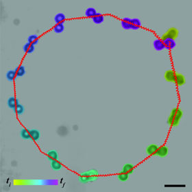 Trajectory of a microswimmer displaying a circle pattern.