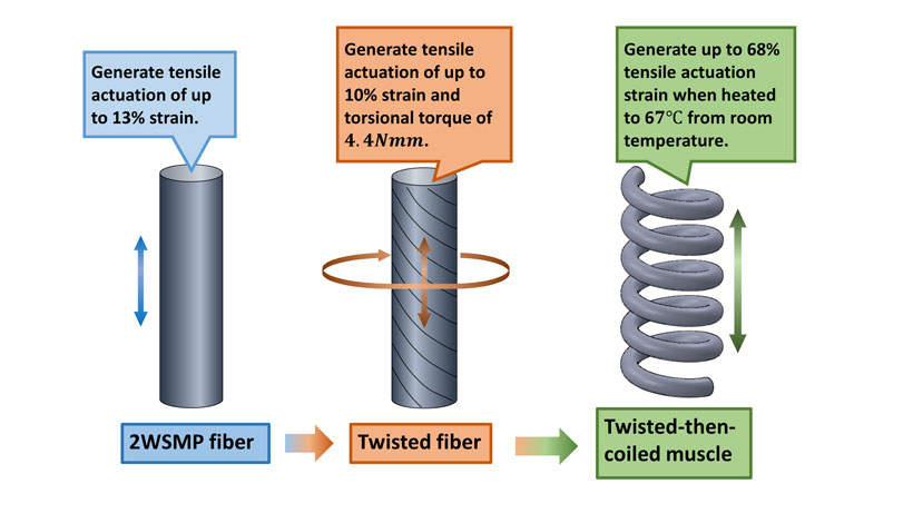 Fabrication procedure and actuation of coiled artificial muscle based on two-way shape memory polymer fiber. Credit: Louisiana State University