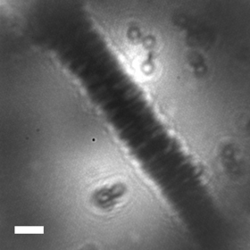 Hologram of a tobacco mosaic virion, lying on ultraclean freestanding graphene, recorded with electrons of 65 eV kinetic energy. The scale bar corresponds to 10nm. Image Credit: J.-N. Longchamp/University of Zurich, Switzerland