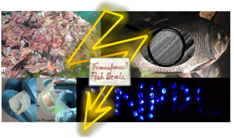 Waste fish scales (upper left corner) are used to fabricate flexible nanogenerator (lower left) that power up more than 50 blue LEDs (lower right). An enlarged microscopic view of a fish scale shows the well-aligned collagen fibrils (upper right). The possibility of making a fish scale transparent (middle) and rollable (extreme left lower corner) is also illustrated. 