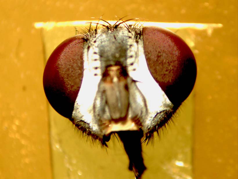 Head of a blowfly