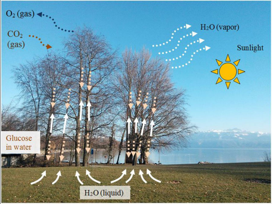 Plants harness the interaction of light and fluids to make fuel and move water from the roots to the leaves. This photograph of trees near Lake Geneva is overlaid with a diagram showing some of these fluid flows. <br/>CREDIT: Psaltis, et al/ APL Photonics