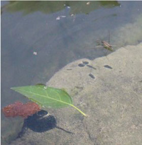 A water strider under sunlight in a natural environment. Credit: Yu Tian