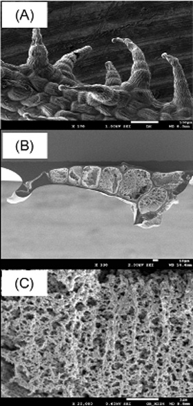 These scanning electron microscope images of Lychnis sieboldii leaf hairs show a.) intact hairs, b.) a hair sliced vertically, and c.) a higher magnification of the vertically sliced hair that displays the sponge-like microfibular texture found within the hair that play a key role in the water control process.