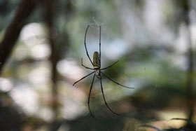 The golden silk orb weaver (Nephila pilipes) creates dragline silk that prevents it from spinning while hanging from its web.  Credit: Kai Peng of Huazhong University of Science and Technology