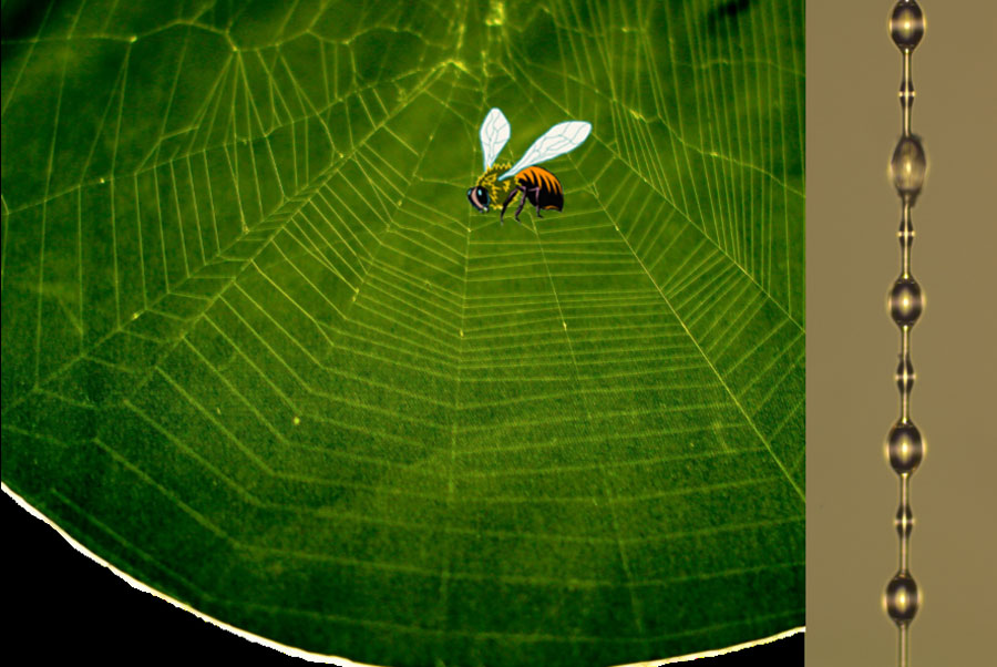 (Left) A photo of a spider orb web and (right) the elegant bead-on-chain structure of spiral silk Credit: Xi-Qiao Feng