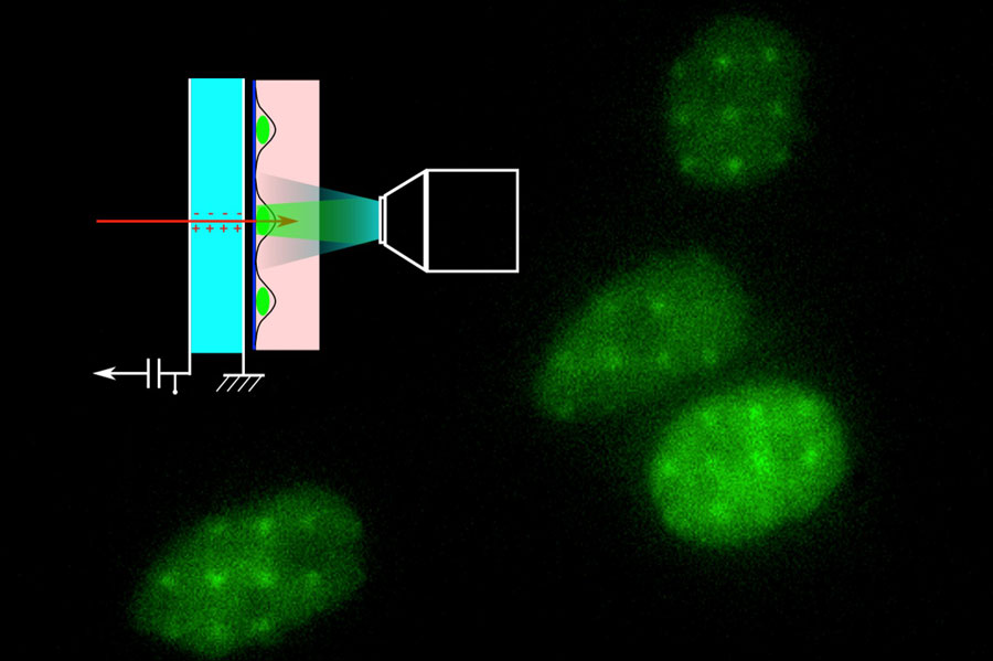 The ultra-thin diamond membrane detects individual protons as they pass through, allowing researchers to irradiate micron-sized areas on living cells for radiobiology experiments.  Credit: Image by Philippe Barberet 