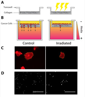 (A) Collagen matrices are prepared inside transwell containers, where one set is treated with clinical doses of radiation. (B) Cancer cell are then seeded on the collagen and allowed to adhere, spread and invade through the matrix. (C) Confocal imaging reveals that the cancer cells seeded on the irradiated matrices have a reduced ability to adhere and, if they do adhere, a reduced ability to spread relative to nonirradiated matrices. (D) When accounting for the reduced efficiency in adherence, the cancer cells display a similar inefficiency in their ability in invade through the collagen of irradiated matrices relative to controls.  Credit: Joseph P. Miller