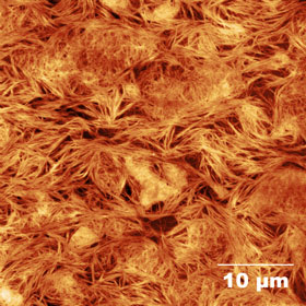 A topographical view of the mesh capable of growing neurons Credit: Mark Del Borgo