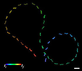 Trajectory of a templated helical silica nanoswimmer manually controlled to move in an approximate figure-eight pattern; Scale bar is 5 μm. Credit: Jamel Ali