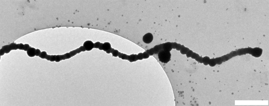 TEM image of silica templated flagella; Scale bar is 1 μm. Credit: Jamel Ali