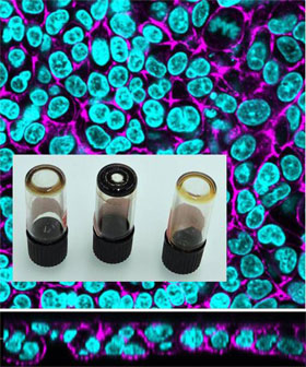 Dispersion behavior and agglomeration state of carbon nanodots and LSM images of co-cultures exposed to nanodots. Credit: Estelle Durantie and Hana Barosova