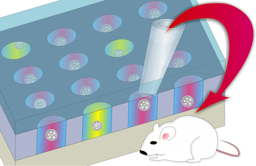 Culturing the embryos in individual microwells enables selecting the most viable ones to transfer. Photo credit-Chihchen Chen/National Tsing Hua Universty, National Health Research Institutes in Taiwan