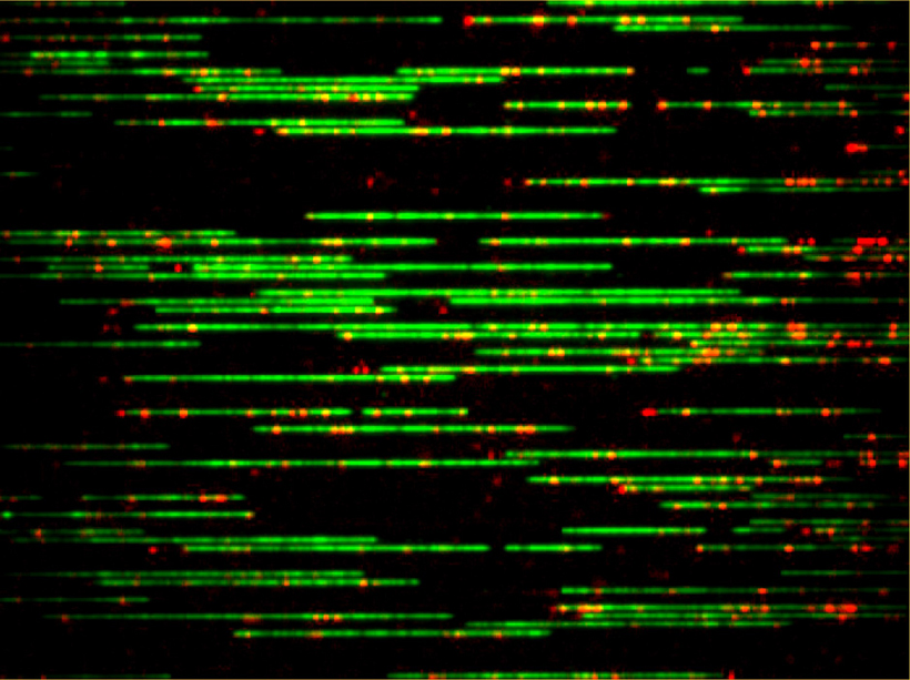 DNA molecules extended in nano channels. The backbone has been stained in green, and sequence-specific sites have been labeled in red. Credit: Julian Sheats/UMN