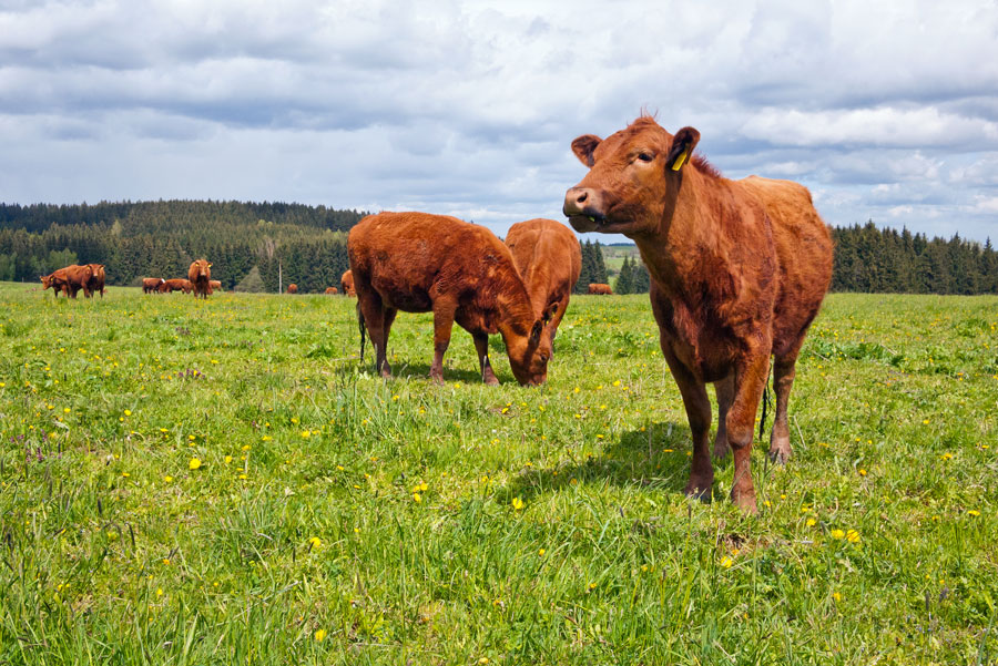 With closer inspection, what appears to be a randomly dispersed herd peacefully eating grass is in fact a complex system of individuals in a group facing differing tensions. A team of mathematicians and a biologist has now built a mathematical model that incorporates a cost function to behavior in such a herd to understand the dynamics of such systems. CREDIT: Nazzu/Shutterstock