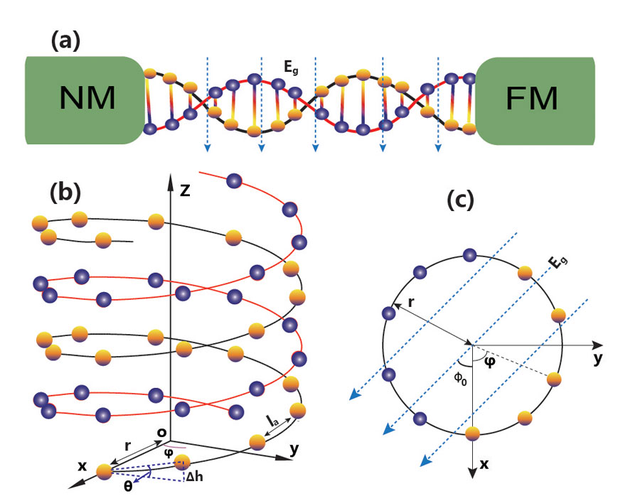 (a) Geometry of the dsDNA sandwiched between a nonmagnetic metal (NM) and a ferromagnet (FM) one. (b) Schematic illustration of right-handed dsDNA. (c) Projection of the bottom ﬁve base pairs and the electric ﬁeld into the x-y plane.   Credit: Long Bai