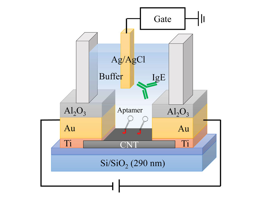 Schematic drawing of the sensor device using the aptamer-modified CNT-TFT. Credit: Ryota Negishi