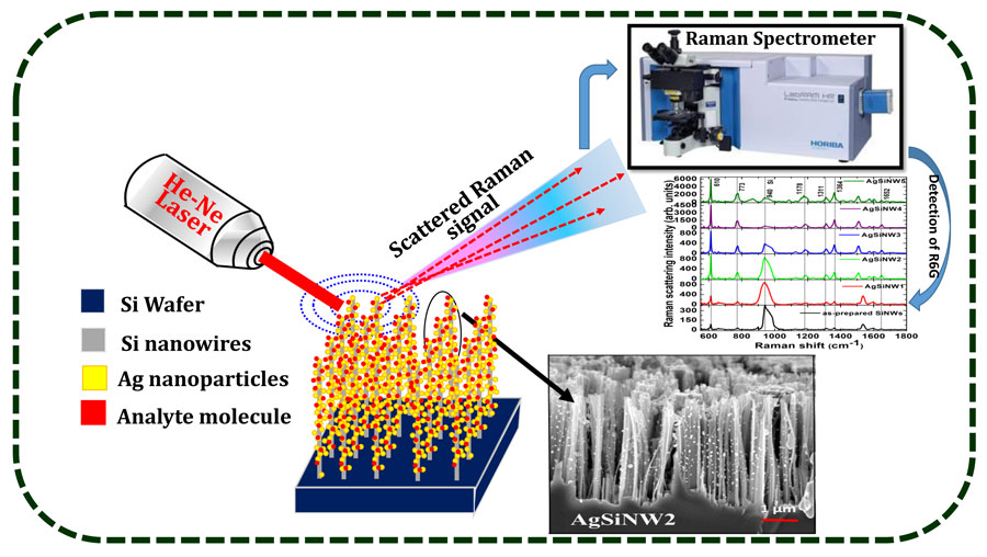 Detection of a low concentration analyte molecule using silicon nanowires decorated with silver nanoparticles and surface enhanced Raman scattering measurements. CREDIT: V.S. Vendamani