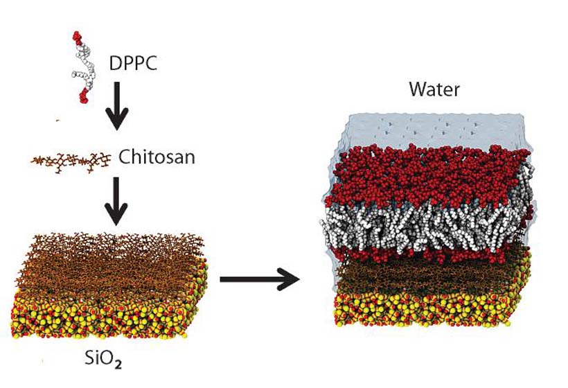 Dissecting the membrane