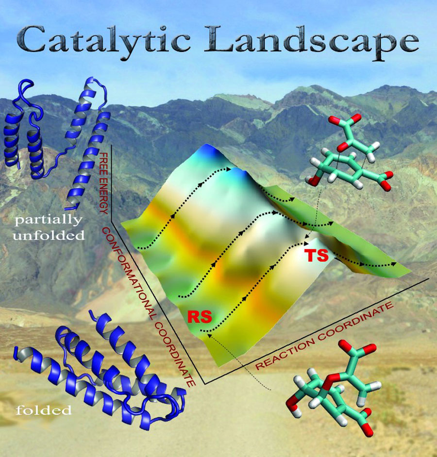 Walking uphill as an enzyme (chorismate mutase shown in purple) changes conformation, it moves to a region of the catalytic landscape where its substrate (chorismate in auqua and red) can overcome the energy barrier and reach the transition state. The USC group’s present study shows that the dynamics don’t contribute to the catalysis of the chemical step.