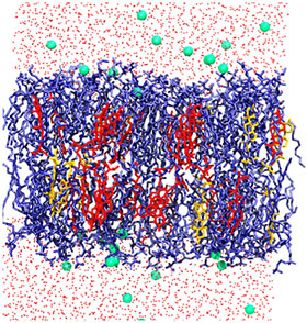 A snapshot of the simulation of the plasma membrane in a soybean hypocotyl. The glycerol phospholipids appear in blue line; the sitosterol and stigmasterol are red and yellow lines respectively; water molecules are red dots; and the potassium ions are represented as green spheres.  Credit: Zhuang/Ou/Klauda 
