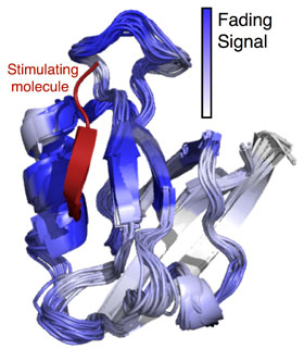 Machine learning-based analysis of the signaling pathways found inside amino acids found in human proteins. Credit: Navli Duro/University of South Florida