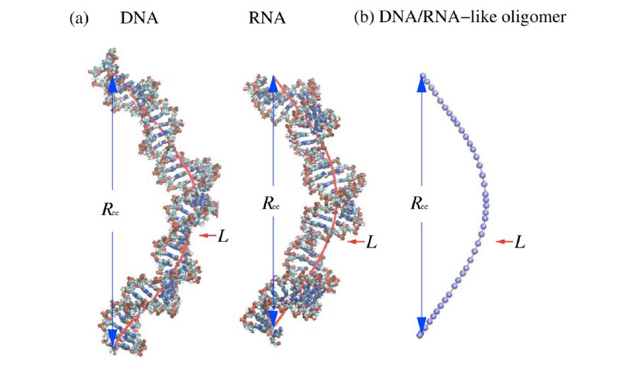 Illustrations of double-stranded DNA, RNA and a wormlike bead chain model. The radial distribution of the end-to-end distance, Ree, and contour length, L, are shown.   Credit: Xi Zhang/Bao/Wu/Zhu/Tan