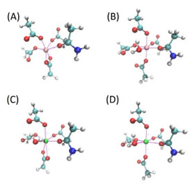 Structures of model compounds for ion-binding pockets. (A) and (B) are Mg-binding pockets while (C) and (D) are Ca-binding pockets. White, cyan, blue, red, pink and green spheres are H, C, N, O, Mg and Ca atoms. All these four structures consist of four acetate molecules and one acetamide, and (B-D) have an additional water molecule. (A) and (C) each has one bidentate acetate, and all the other acetate bind to the metal ion with one oxygen atom. These four models are denoted as Mg-Bi, Mg-Mono, Ca-Bi and Ca-Mono respectively.  Credit: Zhifeng Jing, Rui Qi, Chengwen Liu and Pengyu Ren