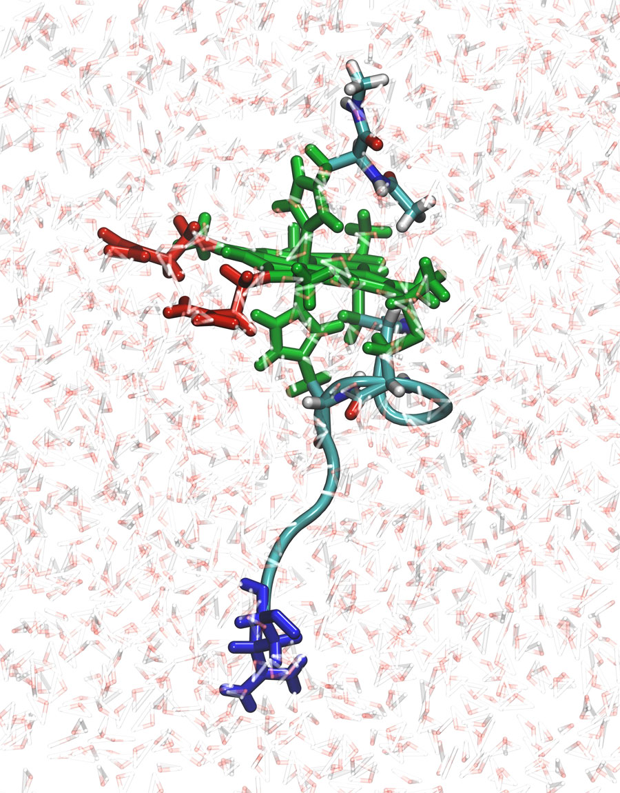 N-acetylmicroperoxidase - first system to be studied in AMBER using constant pH and redox potential simulations. The heme group is composed by the residues shown in green and red. Over the course of the simulation the green residue can gain or lose electrons and the red residues can gain or lose protons. Credit: Figure created by Vinicius Cruzeiro using the software VMD