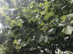 Phoenix tree leaves <br/>CREDIT: Hongfang Ma