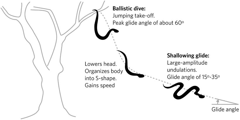 Schematic of a Snake Flight