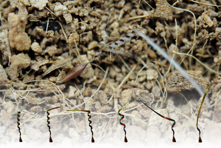 An awn of the seed of Pelargonium carnosum unwinds in response to humidity changes, and the seed digs into the ground. Credit: Jung et al.