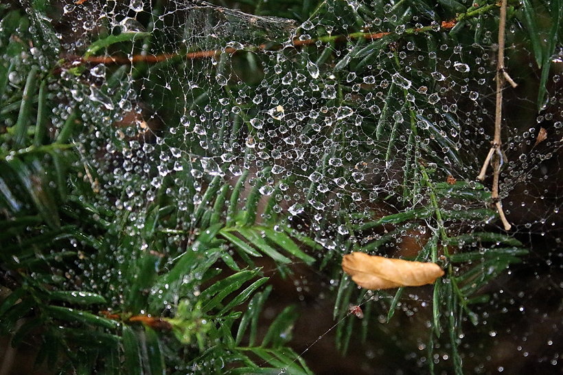 Researchers from Sogang University were inspired by the way spider webs collect rain to develop a model to predict whether a falling droplet will stick to a thin fiber, and how much water residue will remain on the fiber.  Credit: Wonjung Kim/Sogang University