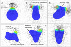 Instantaneous fluid velocity vectors drawn in a plane passing through the cell centroid, superimposed with a 2-D cell shape Credit: Eric J. Campbell and Prosenjit Bagchi, Rutgers University