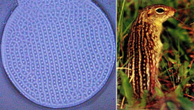 Dot-line pattern obtained in DBD (left), which is similar to stripe design of the 13-lined ground squirrel (right) Credit: Hebei University