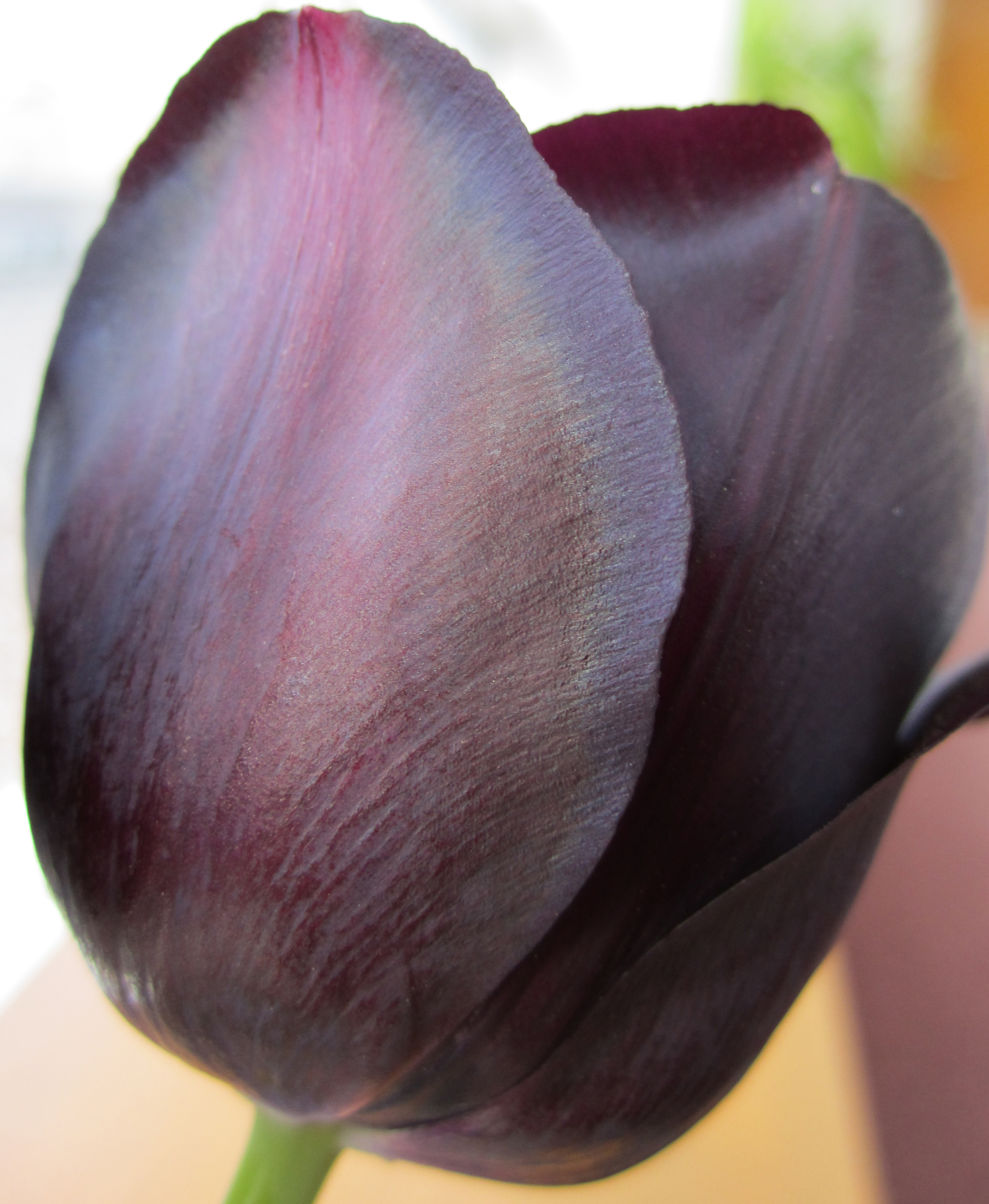 The Queen of the Night tulip displays an iridescent shimmer caused by microscopic ridges on its petals that diffract light. 