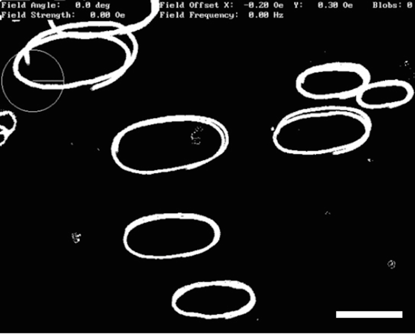Trajectories of magnetotactic bacteria swimming the rotating magnetic field generated by the Smid et al tool. The bacteria were viewed using a light microscope. The bar in the lower right section of the photograph represents 100 micrometers. CREDIT: Pieter Smid/Ludwig-Maximilians-Universität