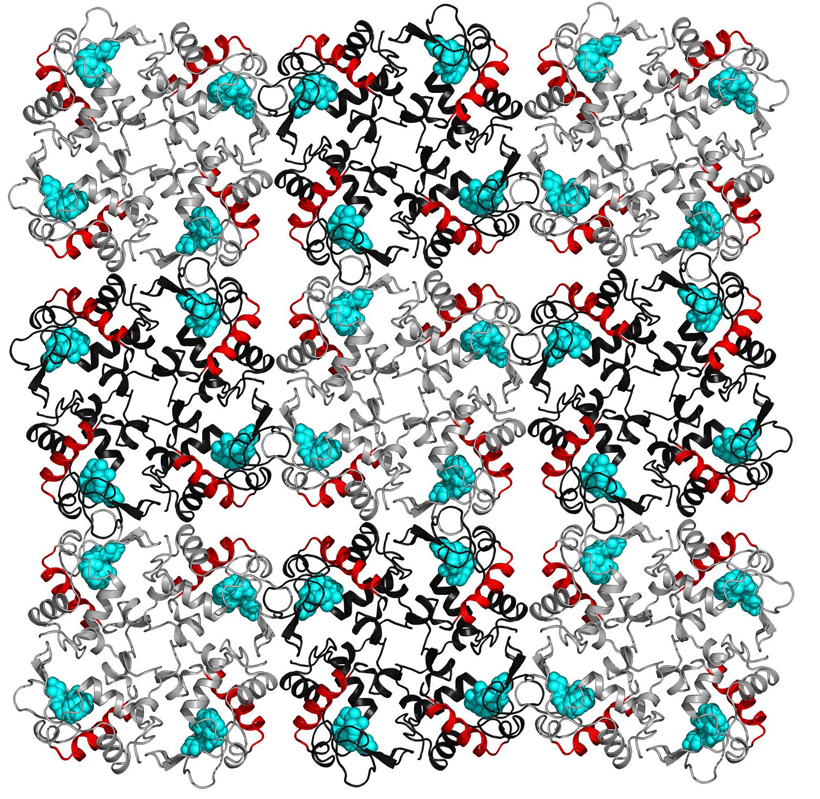 Lysozyme molecules arranged in a crystal lattice. The red helical structures are associated with electron density changes when the protein crystal was exposed to terahertz radiation. Credit: Gergely Katona, et al.