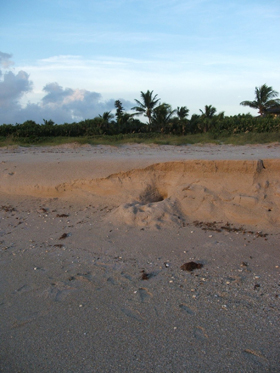 Large Burrow in Beach Escarpment