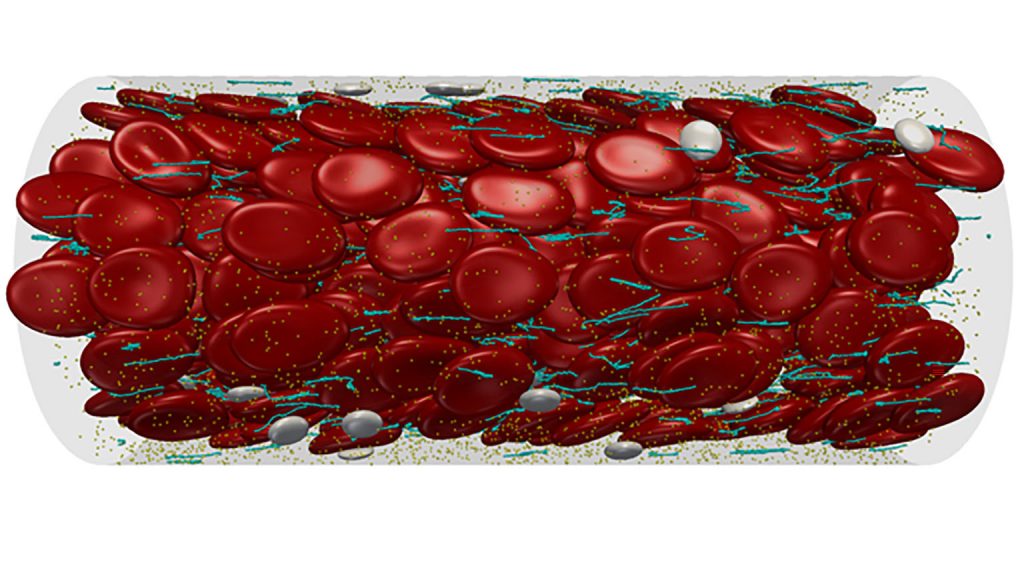 Multiscale modeling of complex blood flow through a microvessel CREDIT: Zixiang Liu