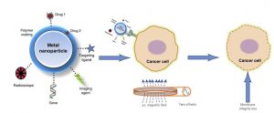 Schematic drawing showing action of magnetic nanoparticles on cancer cells