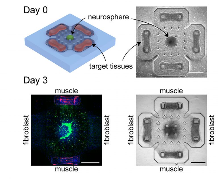 Newswise: Crosstalk Captured Between Muscles, Neural Networks in Biohybrid Machines