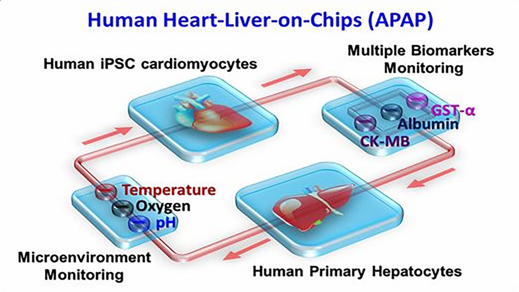 Schematic showing the design of an organ-on-a-chip CREDIT: Ali Khademhosseini