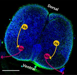 A cross-section of a rat’s spinal cord displays the presence of neurons and neuronal stimulation. CREDIT: Collin D. Kaufman