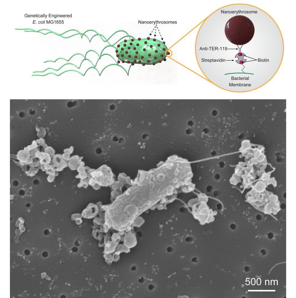 Illustration (top) and scanning electron microscopy image (bottom) of biohybrid bacterial microswimmers, which were fabricated by combining genetically engineered E. coli MG1655 and nanoerythrosomes made from red blood cells. A biotin-streptavidin interaction was used to attach nanoerythrosomes to the bacterial membrane. CREDIT: Image courtesy of the authors