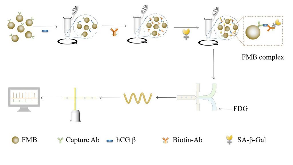 Diagram of hCGβ detection by microfluidic droplet and multicolor fluorescence detection CREDIT: Zeng Yong