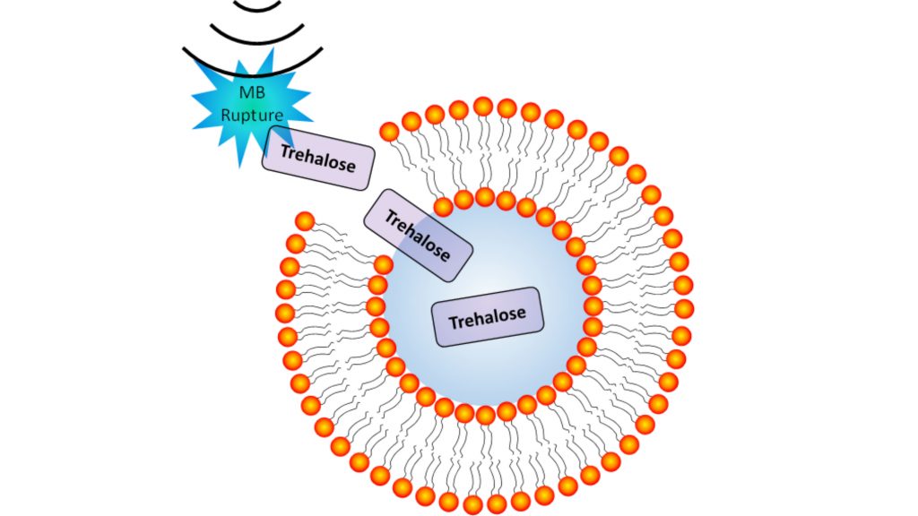 Illustration of ultrasound-induced microbubble (MB) rupture causing temporary pores in cell membranes, which enables entry of soluble molecules such as trehalose (not to scale). CREDIT: Jonathan A Kopechek