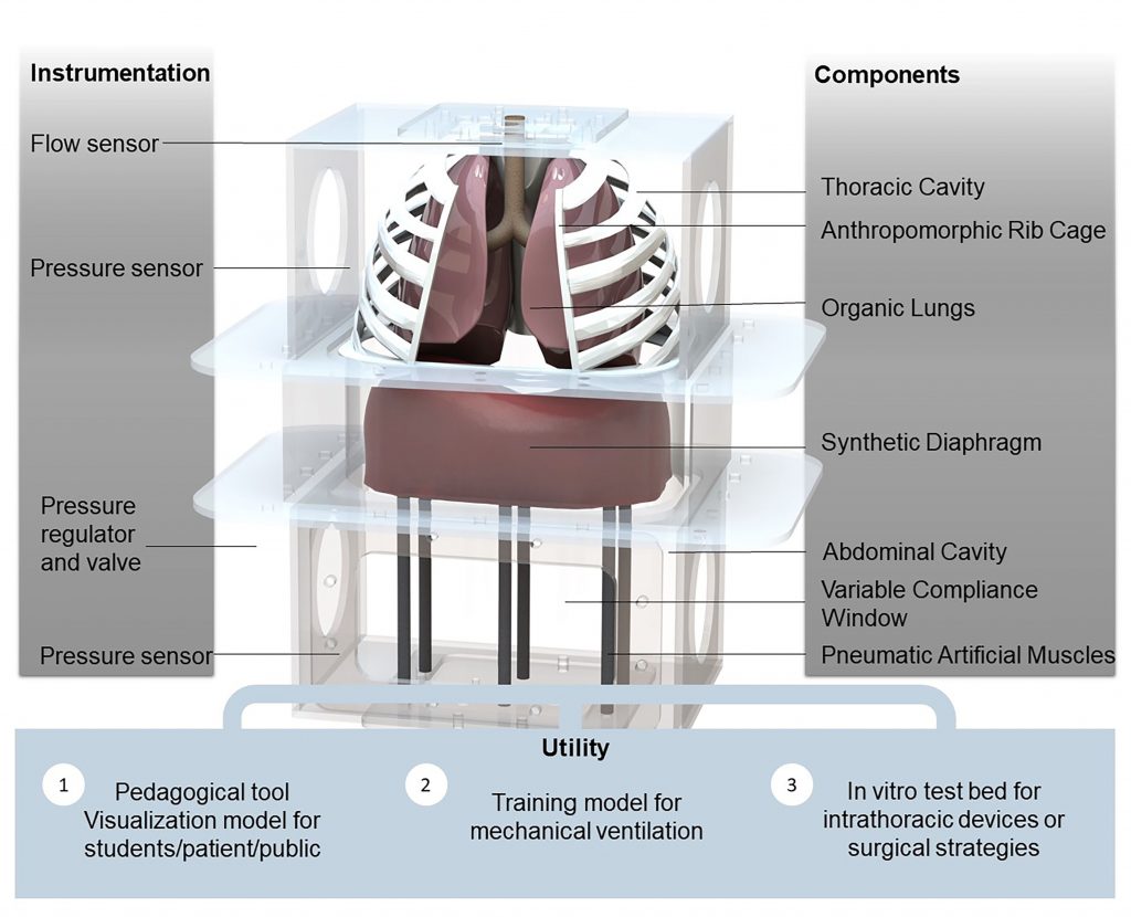 A computational rendering of the biohybrid respiratory simulator shows the modular device, including organic swine lungs, artificial muscles and a diaphragm made of thermoplastic and elastomeric materials. It was built to accurately replicate respiratory mechanics and precisely track pressure, flow and volume to test innovative medical implants and replicate changes in the system introduced by disease or ventilator use. CREDIT: Image courtesy of the authors